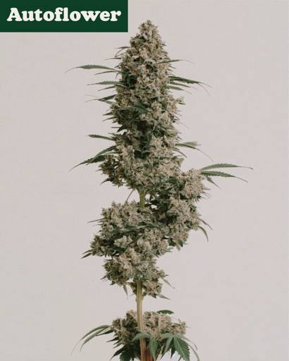 Afghan Autoflower Seeds