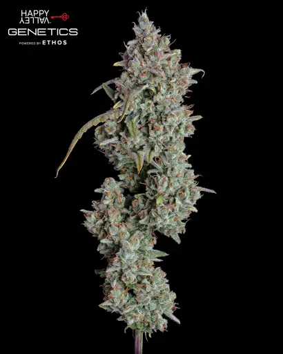 Pineapple Diesel Autoflower Seeds