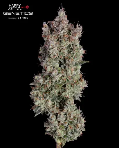 Shortcut Autoflower Seeds