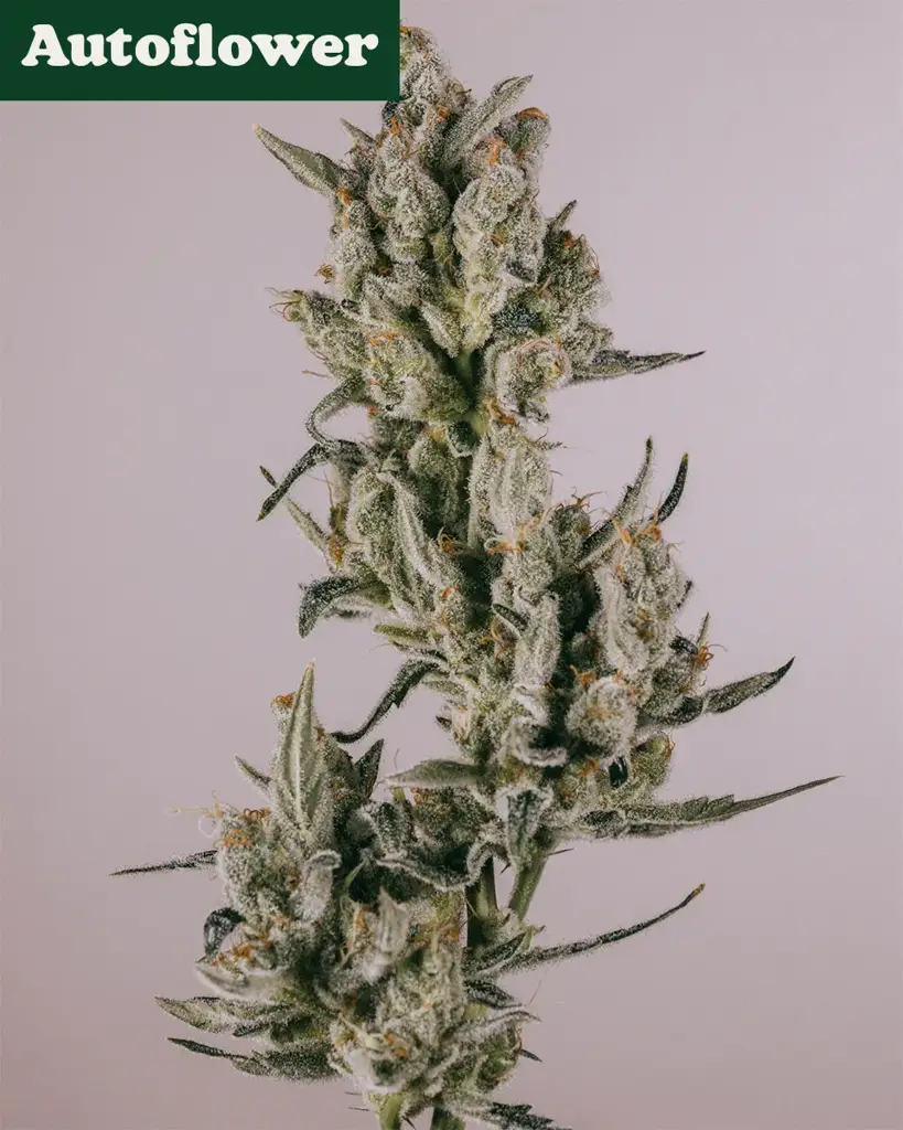 Zkittlez Autoflower Seeds