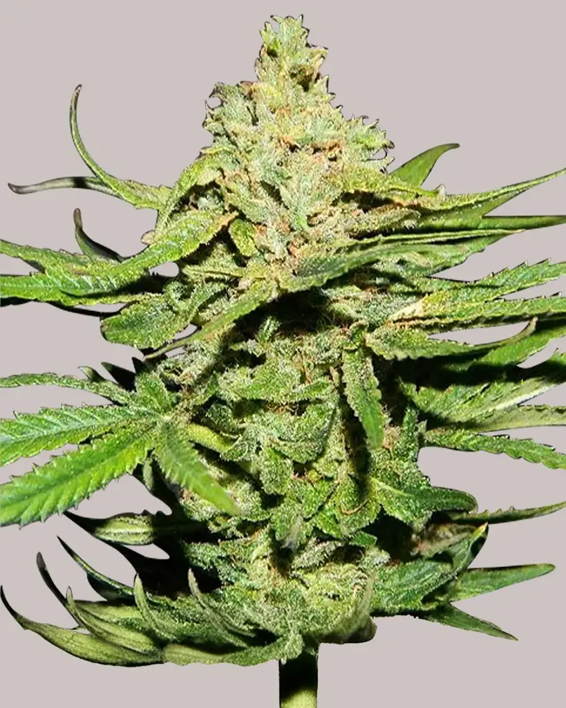 Cannatonic Seeds
