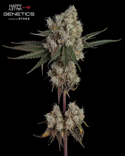 Another Level Seeds