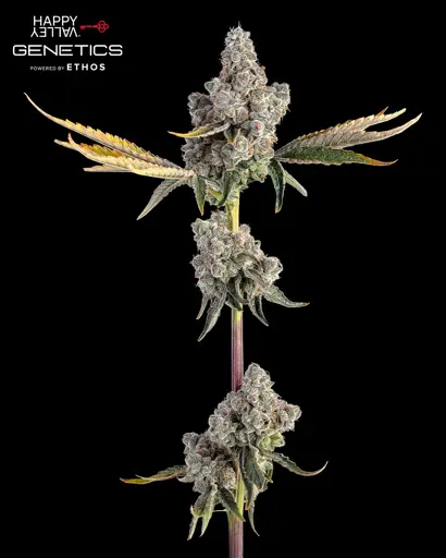 Overtime Seeds