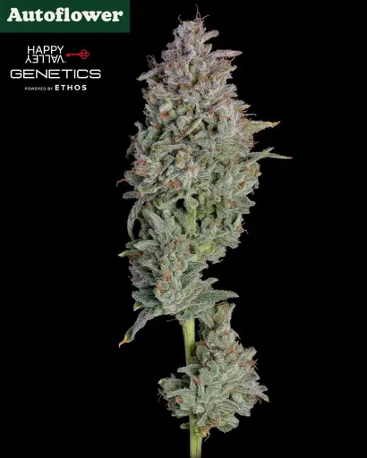 Easy Button Autoflower Seeds