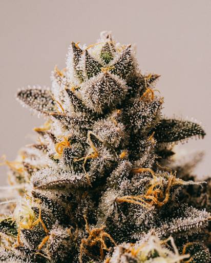 Fatso Autoflower Seeds