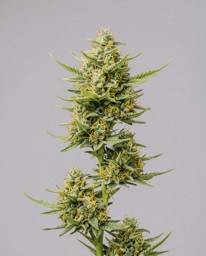 <mark>CBD</mark> ACDC (1:18) Seeds