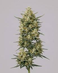 <mark>CBD</mark> Auto Ratio 1:30 Seeds