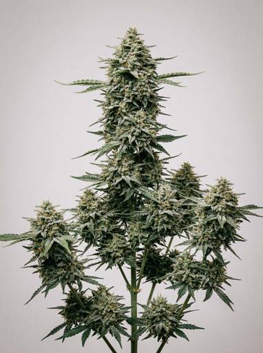 Critical Autoflower Seeds