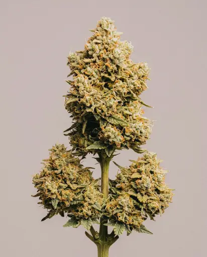 Exodus Cheese Autoflower Seeds