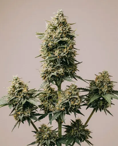 Face Off OG Autoflower Seeds