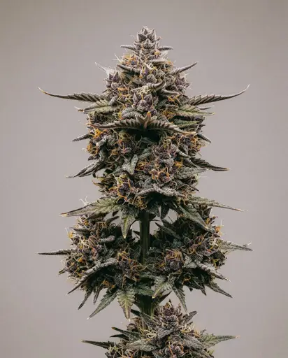 Grape God Autoflower Seeds