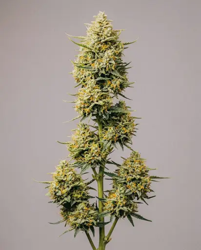 Think Different Autoflower Seeds