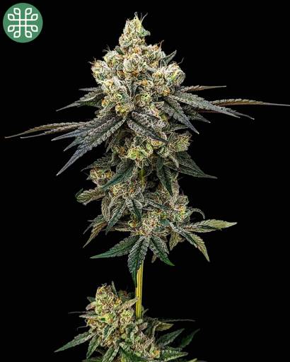 Cheddar Cheeze Feminized Seeds